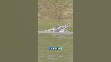 River Dolphins Play With an Anaconda?! 🐬