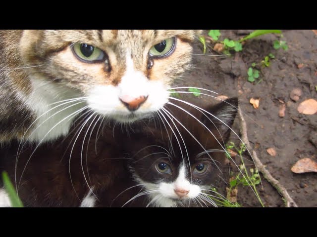 Kitten with mother cat in the bushes