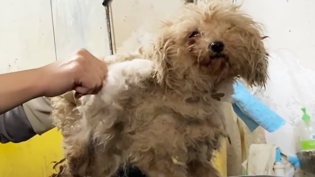 6 Dogs Were Imprisoned And The Owner Demanded 3 000 Yuan Threatening 6-dogs-were-imprisoned-and-the-owner-demanded-3-000-yuan-threatening