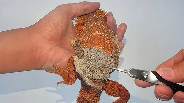 Bearded Dragon Shedding ASMR - Ep.3 | Helping My Dragon Through Molting