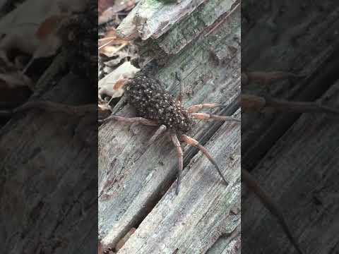 Wolf Spider With Babies on Her Back || ViralHog