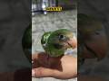 Baby Betet Jawa #parrot #betetjawa #birds #babybird