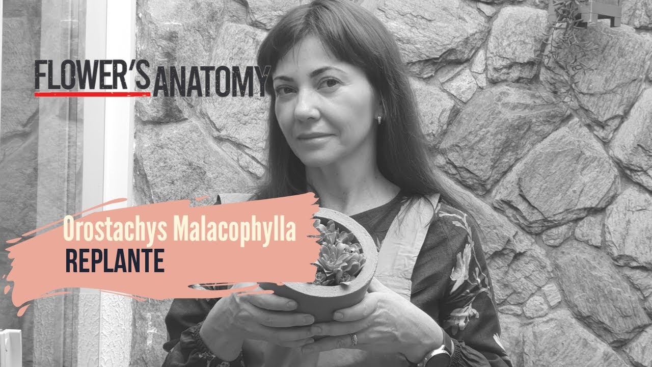 Orostacys Malacophylla, replante.