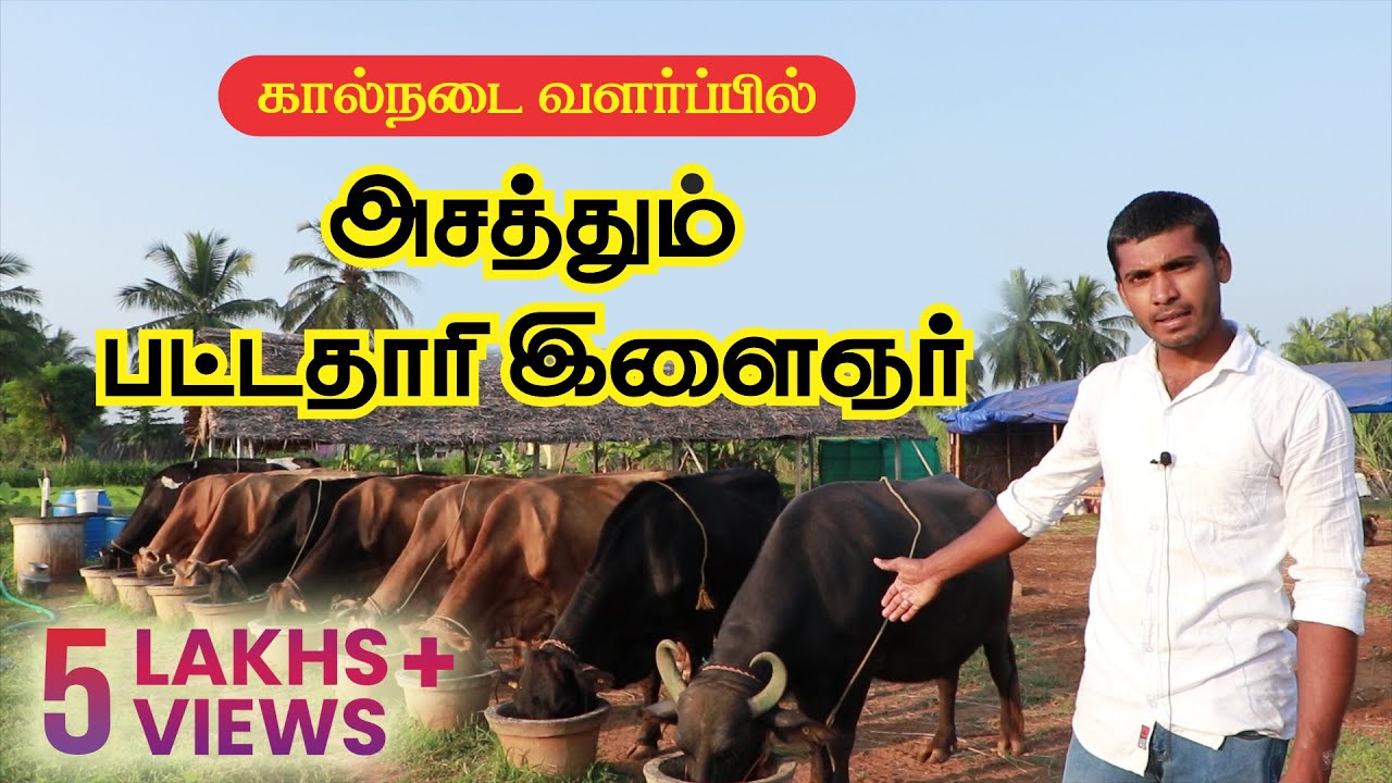 Maadu valarpu in Tamil-Karavai Maadu valarpu- மாடு வளர்ப்பில் அசத்தும் இளைஞர்