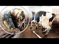 POOR COW couldn't TOUCH the GROUND WITH HER FOOT! | The Hoof GP