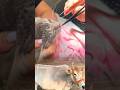 cat nose treatment