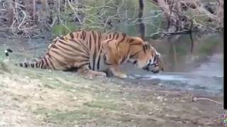 Cubs Meet Adult Tiger For The First Time | Tigers About The House | BBC || WILD ANIMALS 999 ||