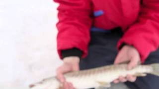 Ice Fishing At Sundom Bridge