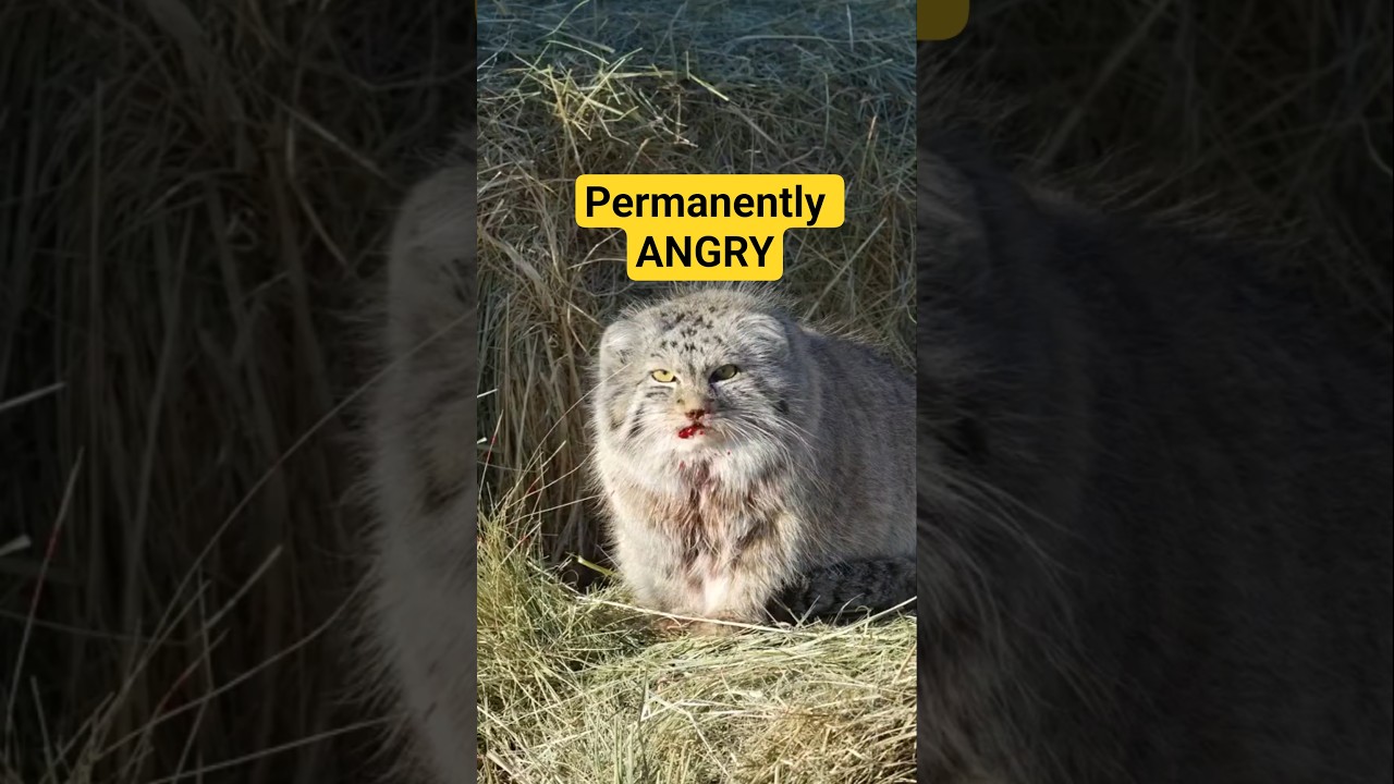 Pallas Cat: This Cat Looks Permanently ANGRY… But It’s Actually a Survival Genius 😾❄️