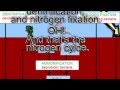 The nitrogen cyclecup song