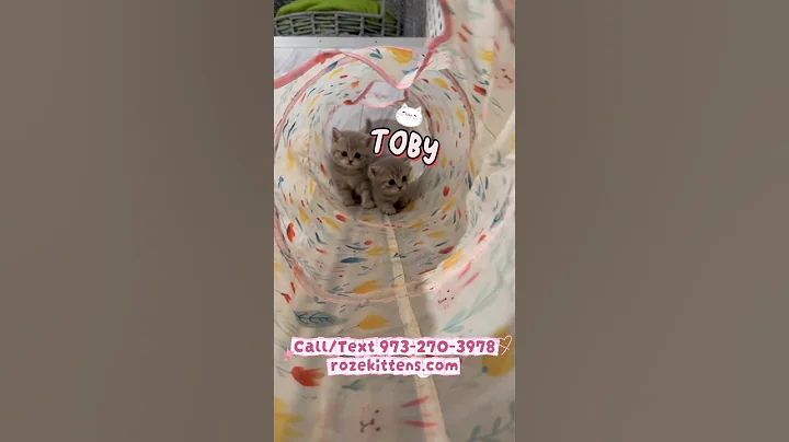 Video 11657141: scottish fold, munchkin kitten, cat kitten kitty cutecat