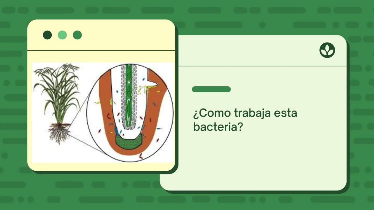 Gluconacetobacter diazotrophicus: La bacteria endófita que ayuda a las plantas desde dentro