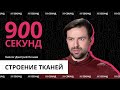 Из чего состоит нервная и мышечная ткань? Анатомия за 900 секунд!