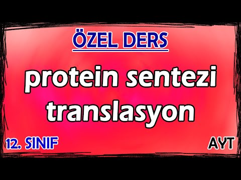 5) Protein Sentezi - Translasyon - Özel Ders (12. Sınıf)