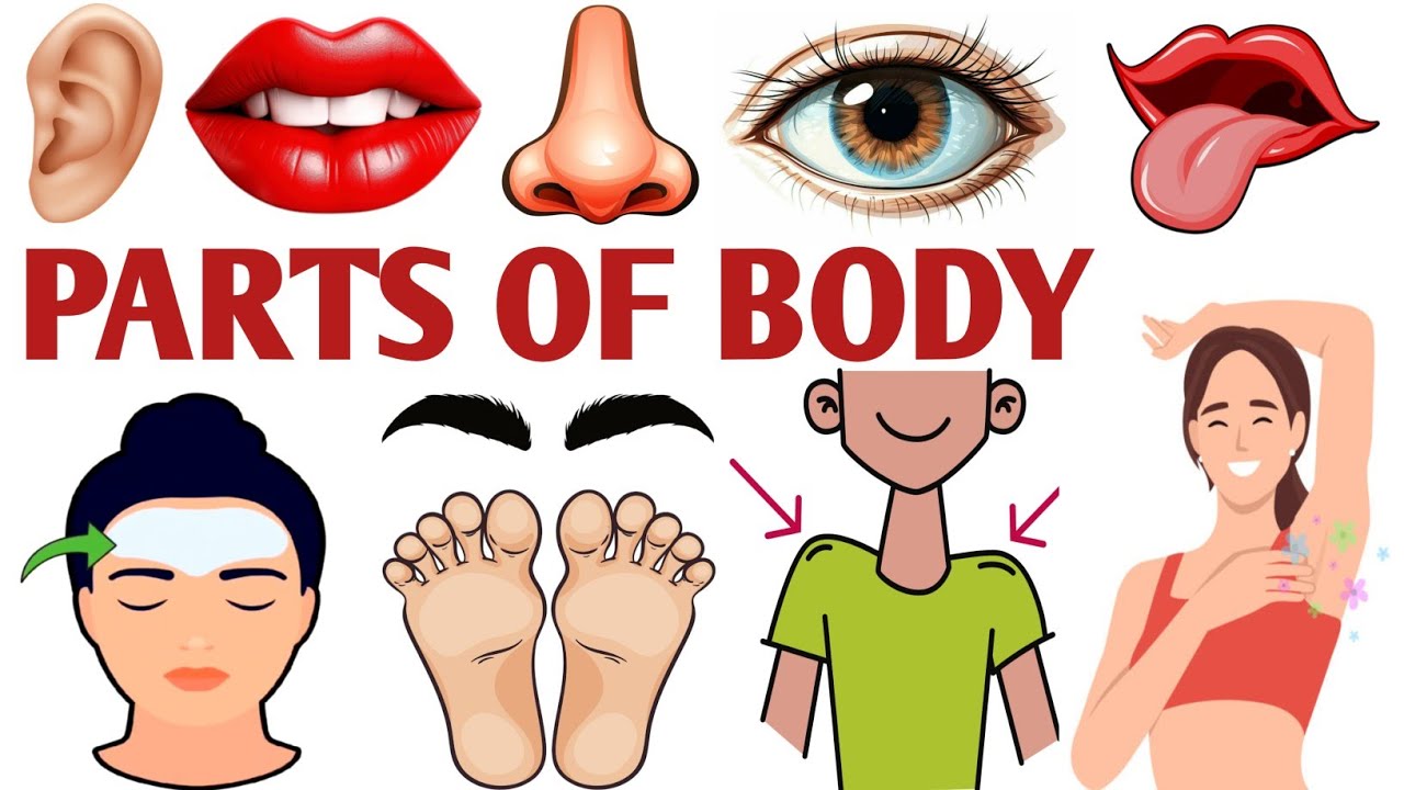 Body Parts | Body Parts For Kids | Body Parts For LKG Kids | Pre-Primary Learning | Body Parts Name