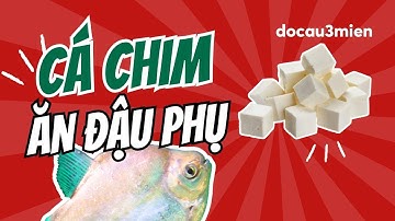 Làm Mồi Câu Cá Từ Đậu Phụ | Mồi Câu Cá Chim | Đồ Câu 3 Miền