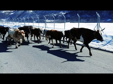 ძროხების მარში სვანეთის მთებში
