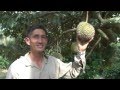 Mr Chew's Fruit Farm - Mao Shan Wang Durian - Rare Mangoesteen - Sarawak Pineapple - Jan 2014