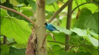 تغريد الطيور موسيقى هادئة للراحةوالاسترخاء و صوت الطبيعة Birds make you feel comfortable and relaxed
