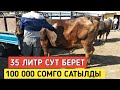 35 л Суту Бар 100 000! Базар Кымбат Озгон Мал Базары!