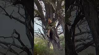 Hyena wants to climb on tree and steal food from leopard 🐆 but he can’t