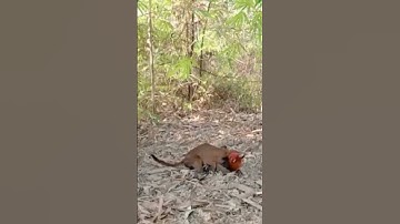 BẪY GÀ RỪNG GẶP THÚ DỮ THỊT LUÔN CON GÀ MỒI #garung
