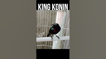 king konin memanggil,burung paling sulit untuk jinak☺️☺️,COBA AJA😁