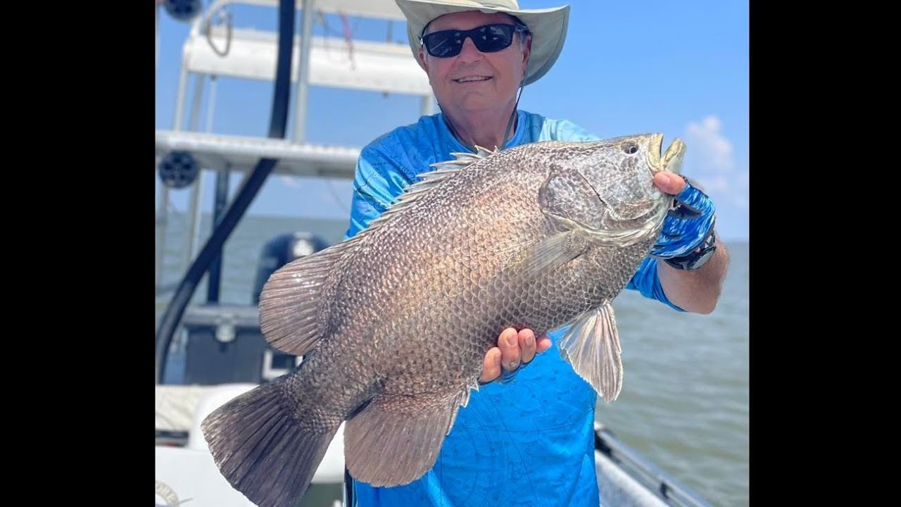 How to Catch Tripletail and Huge Black Drum! Yankeetown YouTube