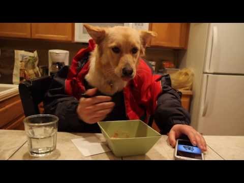 Dog Eating With Human Hands