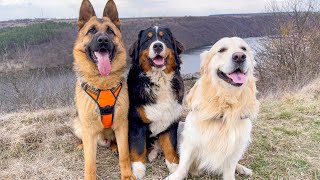 What a walk looks like with our Golden Retriever, German Shepherd and Bernese Mountain Dog