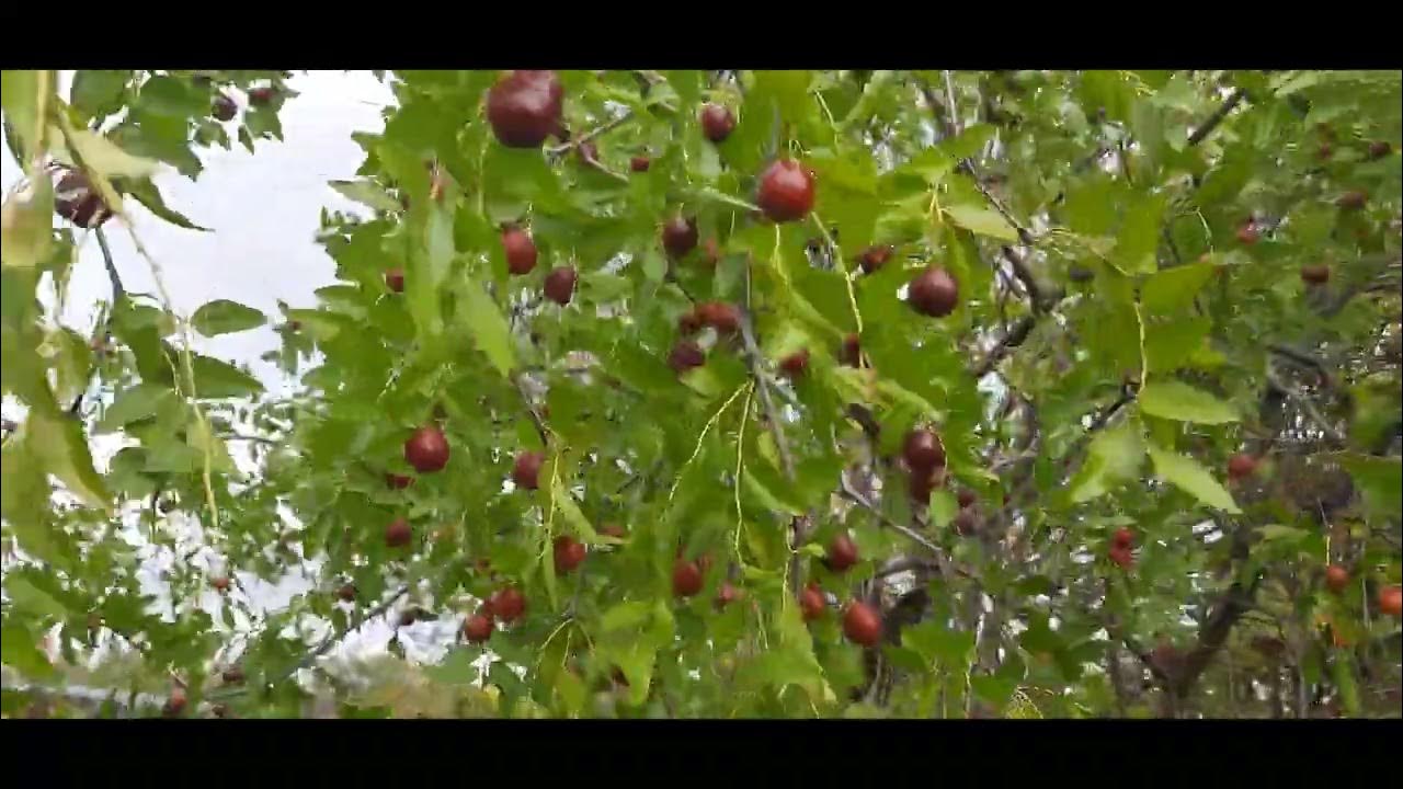 жужуба зизифус унабі - YouTube