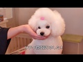 Poodle Grooming LilyBerryトリミング勉強会（徳島）
