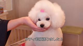 Poodle Grooming LilyBerryトリミング勉強会（徳島）