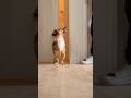 お風呂に入った飼い主が2階に現れたらパニックになった！