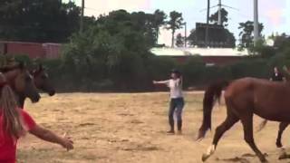 Calico Farms seized mares now at Habitat for Horses