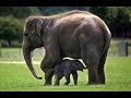 Asian Elephant With Her  Babies At Mysore Zoo (H D)