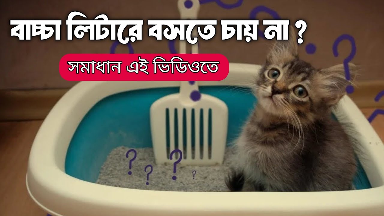 বিড়ালের বাচ্চাকে Potty Train করার সহজ ও কার্যকর পদ্ধতি| Kitten Litter training in Bangla. Dr. Lalin