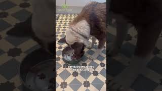 The Raw Dog Food Company I use