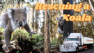 RESCUING A WILD KOALA | Helping a Koala off the road