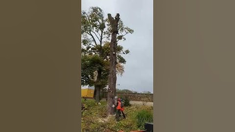 Sycamore 🧗‍♂️. Stihl Ms 661!!!