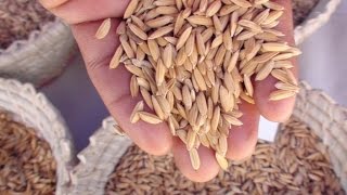 AGRICULTURE : LES NOUVELLES VARIETES DE RIZ MALAGASY