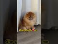 Haha It S Alway Mama Pomeranianlovers Pomeranian Cuteanimal Puppy Cutedog 