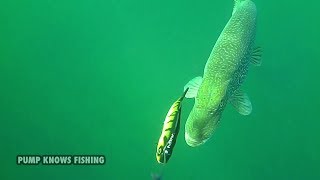 Westin Percy the Perch Inline - Waterwolf Underwater Footage