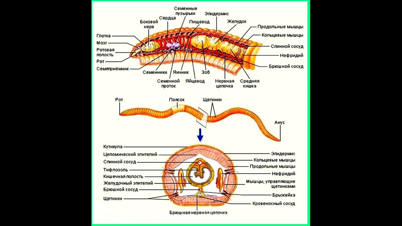 Строение пищеварительной системы червя. Кольчатые черви продольные мышцы. Кольчатые черви целомические мешки. Строение кольчатых. Продольные мышцы червя.