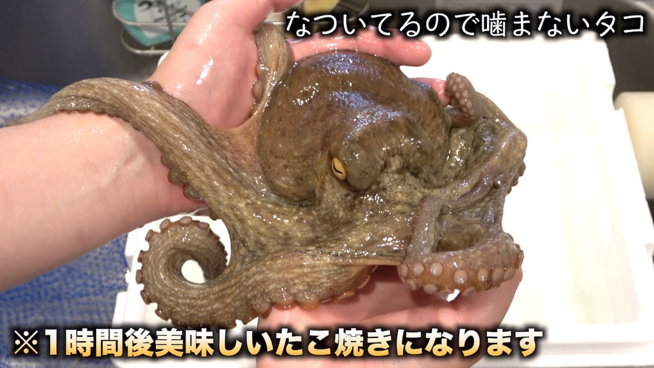 炎上したので懐かせたタコをそのままたこ焼きにして食べます泣 Youtube