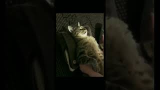 Cat Reaction In The Cinema