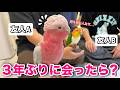 3年ぶりに遊びに来た友人を警戒するオウムが数時間後にはこうなりましたww【モモイロインコ】