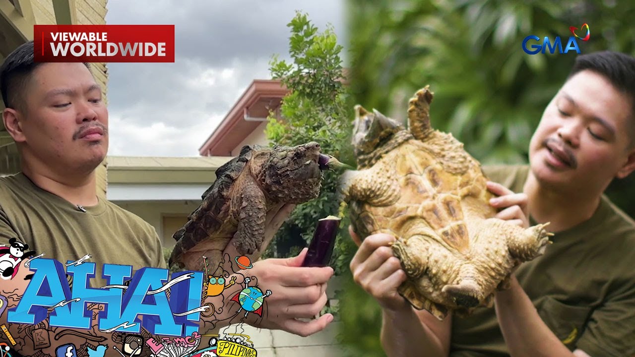 Paano mag-alaga ng alligator snapping turtle? | AHA!