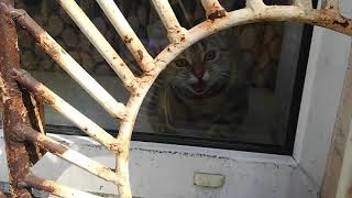 Котенок на карантине