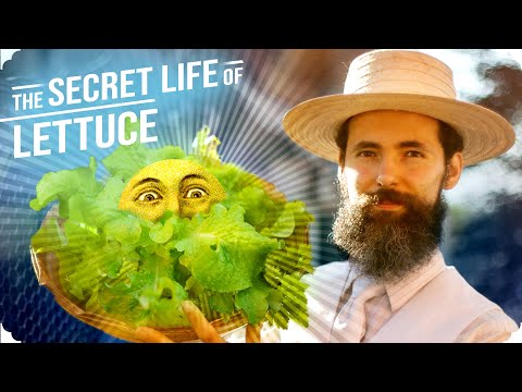 The Crazy History of Lettuce | From Seed to Harvest Garden Documentary